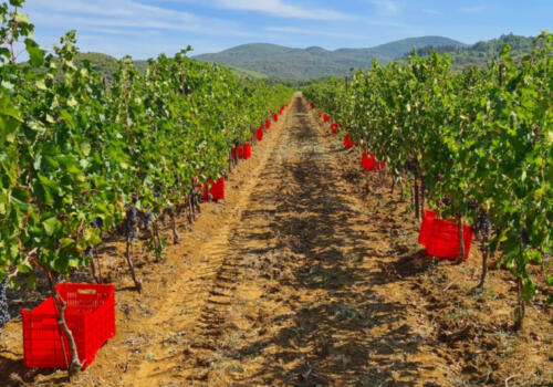 Vino21000x700